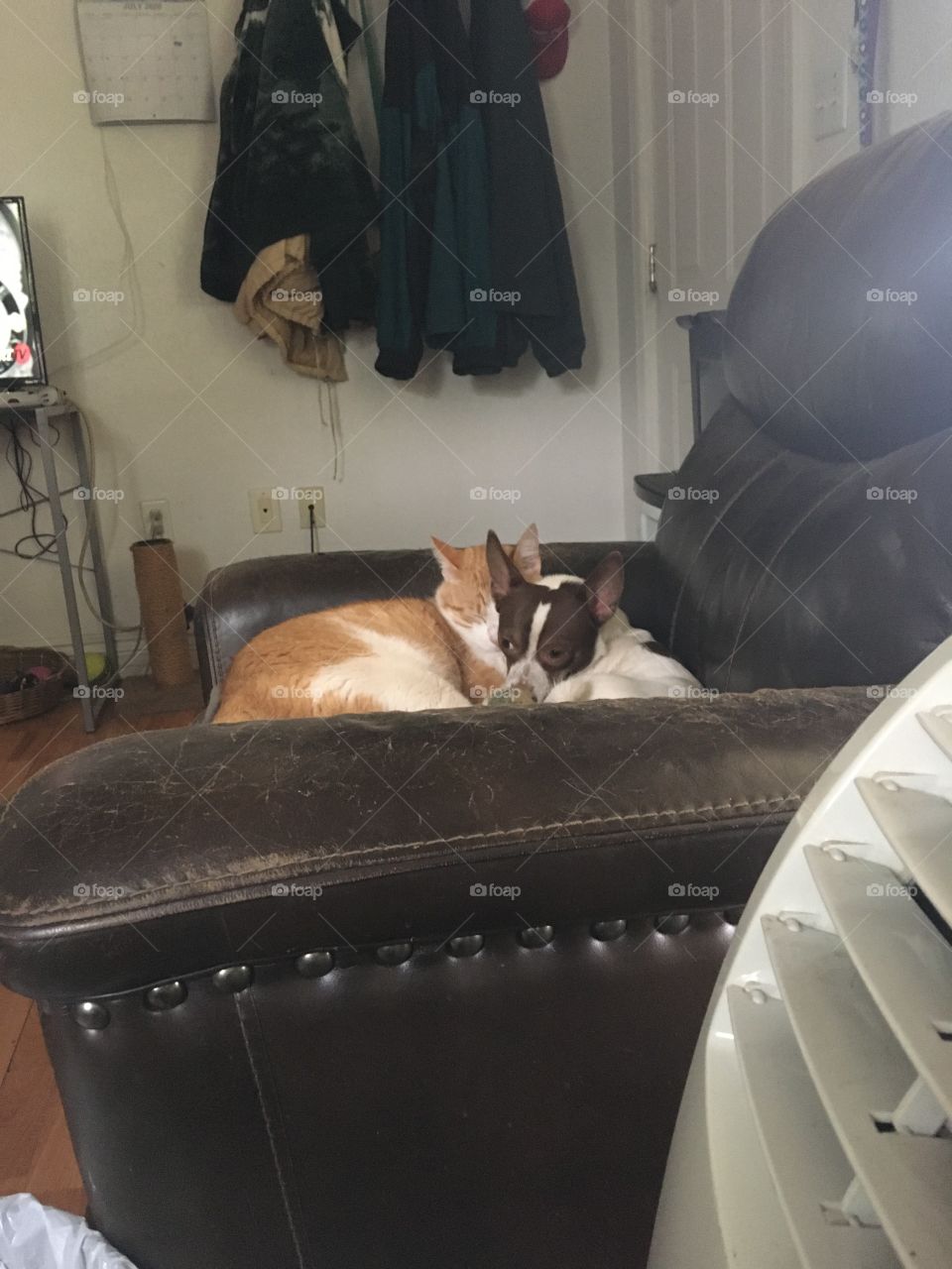 Best Buds BFF’s the calm before the storm when then they tear the house apart! Haha