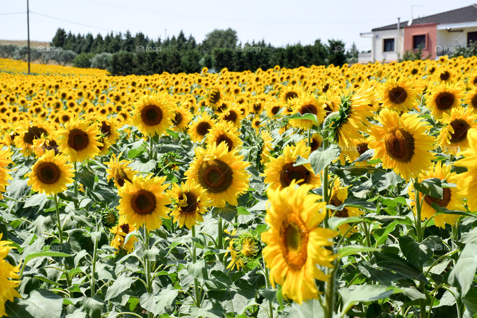 Sunflowers Field Farming