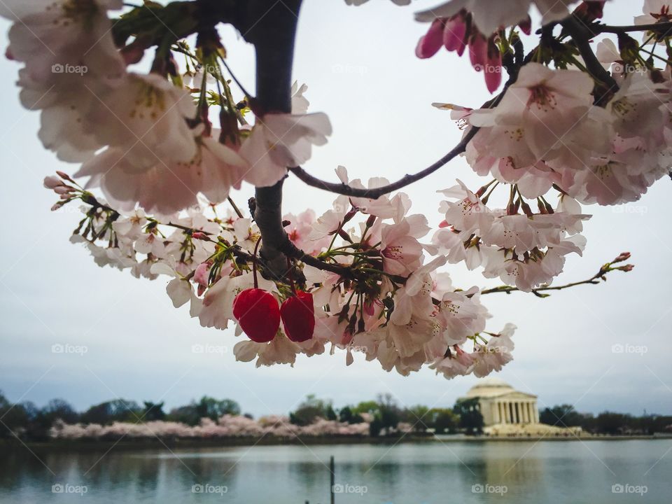 Cherries at the cherry blossoms in Washington DC