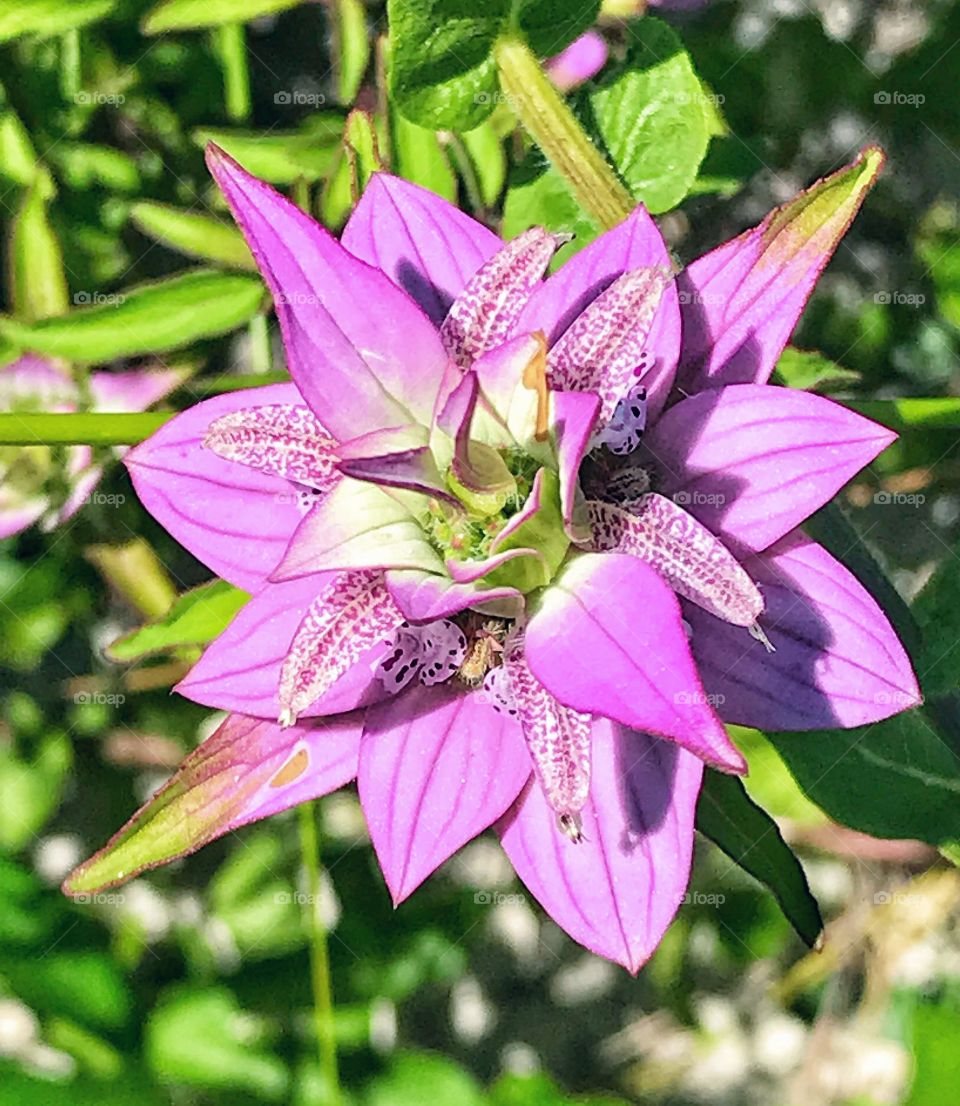 Beautiful dune flowers of Matanzas 