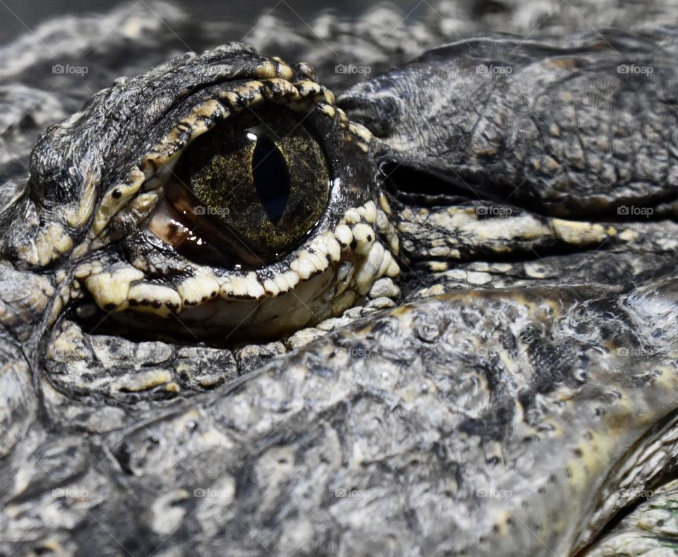 Crocodile eye closeup 