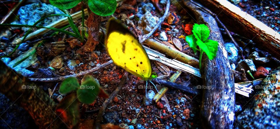 I am tired, there is no result here, the butterfly gives an answer.