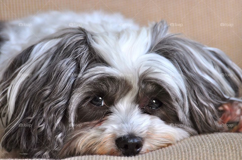 dog multipoo mugzie by tfmiller