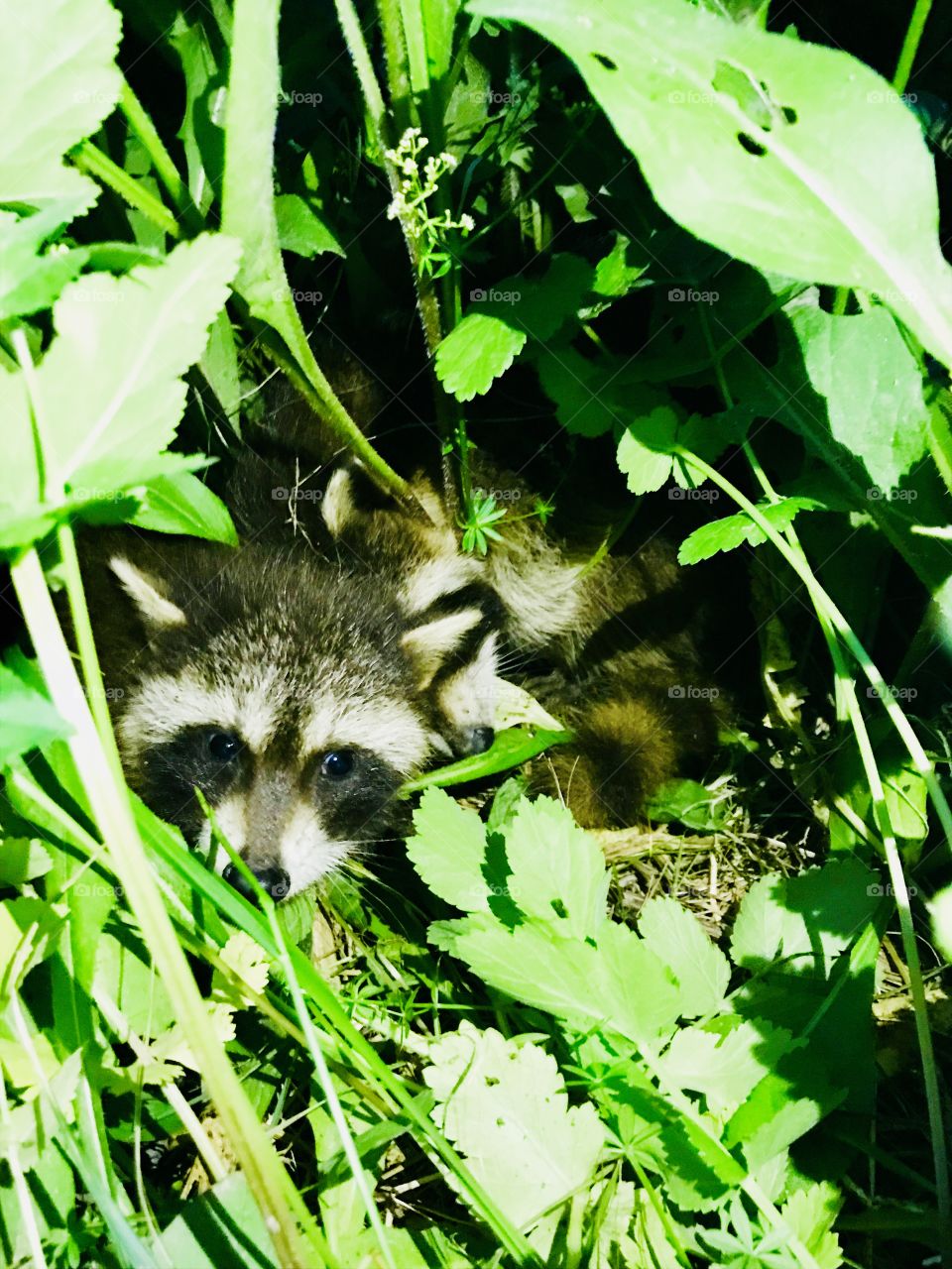 Found two baby raccoons on the side of the road and no mother. 