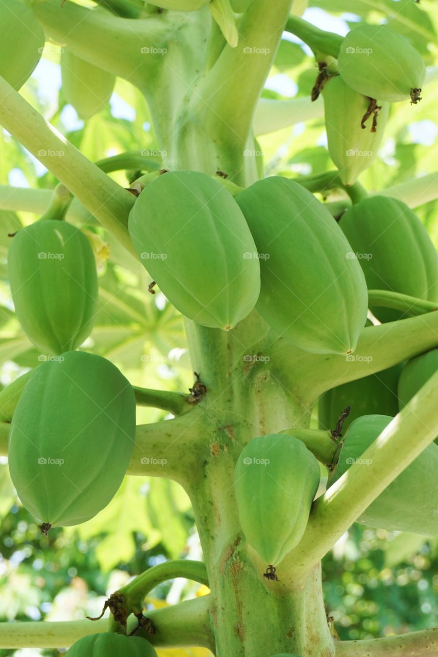 Fresh green papaya fruit in nature garden