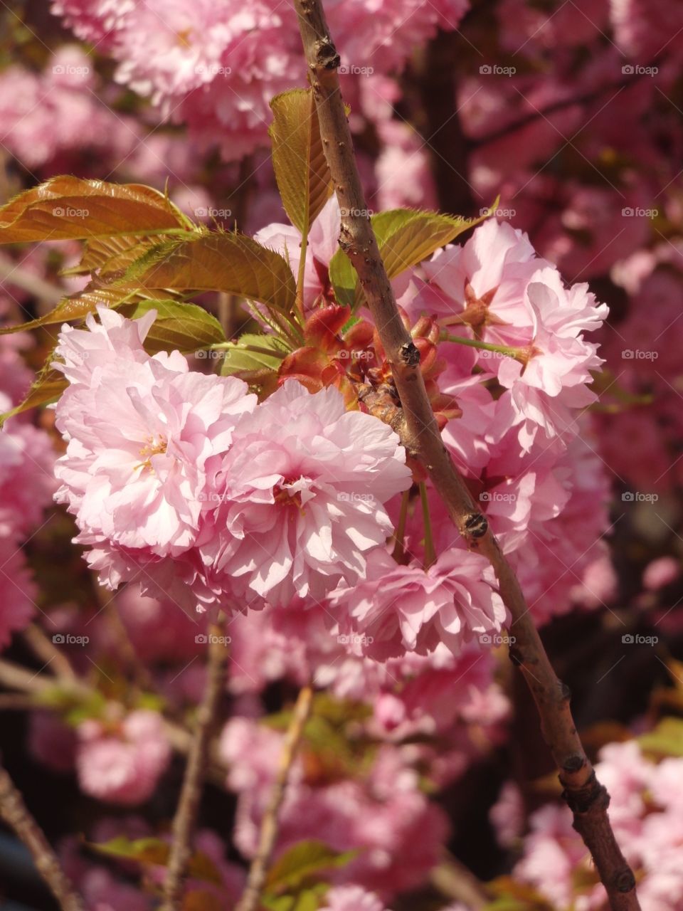 Cherry Blossoms