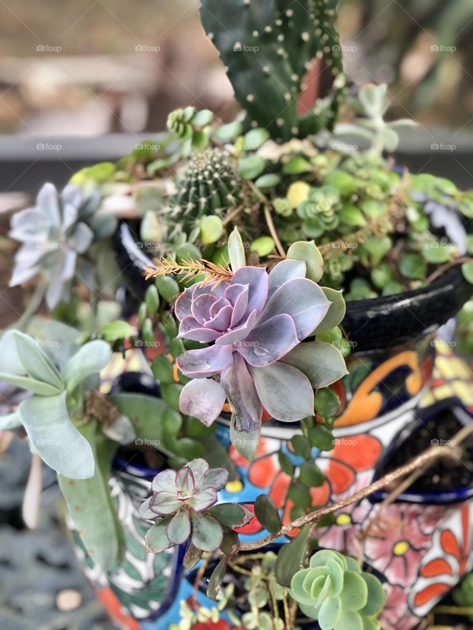 Succulents