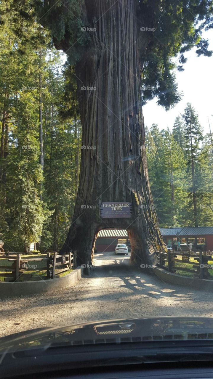 Redwood tree