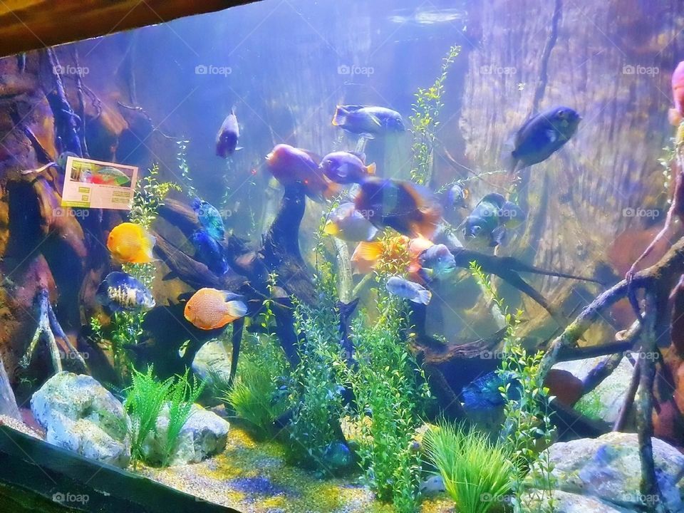 snorkeling decorative algae turtle aquarium fish saltwater biology fauna fishes seascape image scuba yellow dive young zoo environment vacation child pet shark swimming cute lifestyle animals fin people beauty black swim travel deep undersea landscap