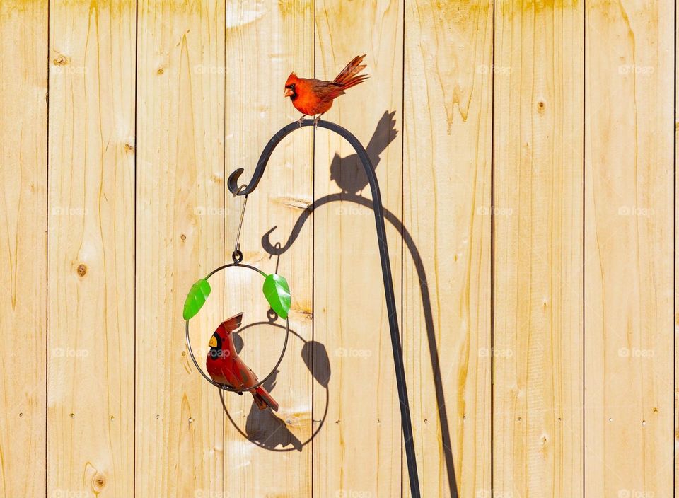 Cardinal showing off 