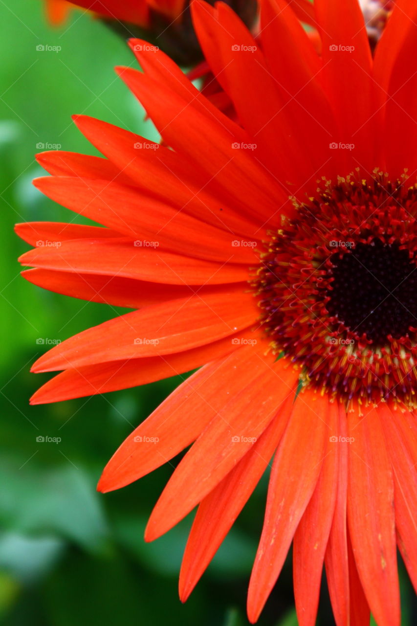 gerbera