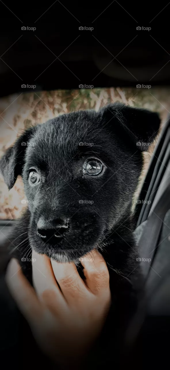 Pet dog