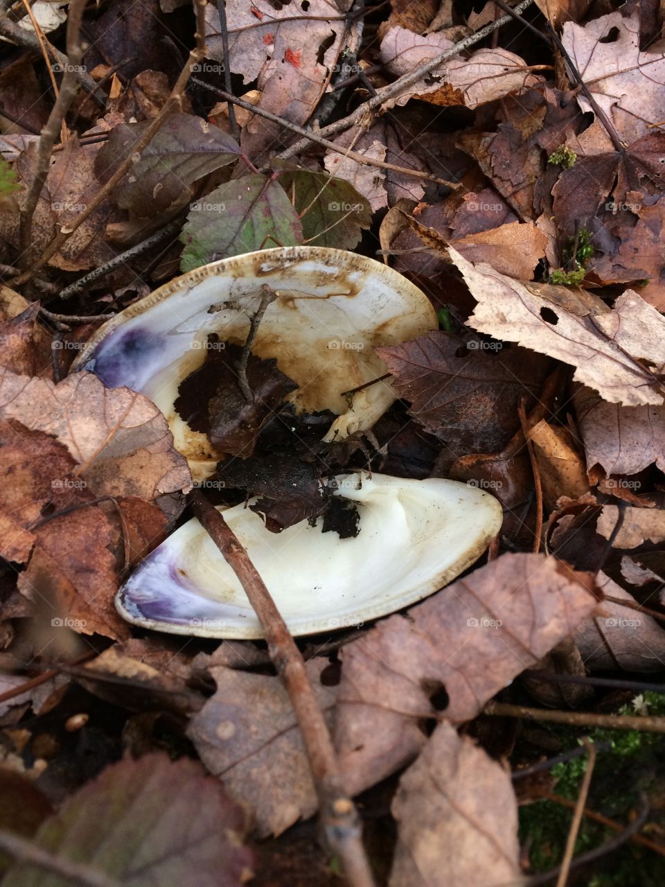Shell in the woods 