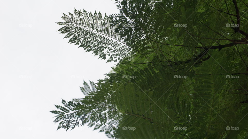 Leaves#trees#green#macro#nature#vegetation