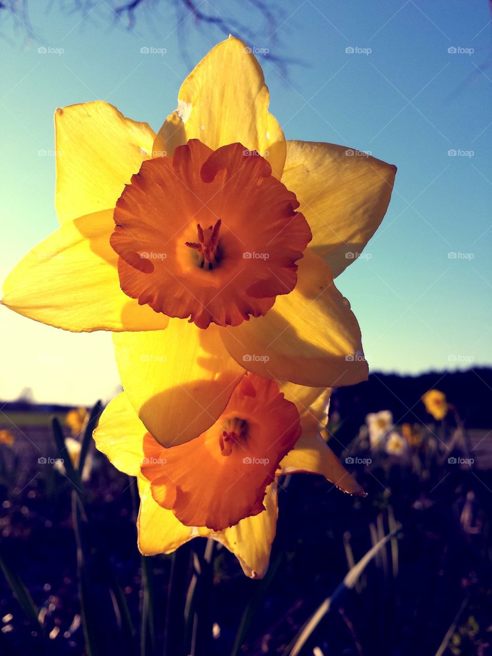 View of blooming flower in spring