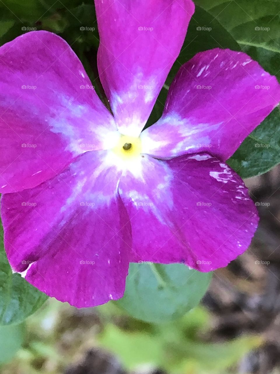 Star stamped beautiful flower from God