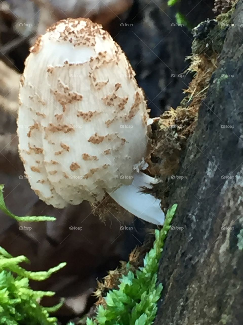 Tiny shroom