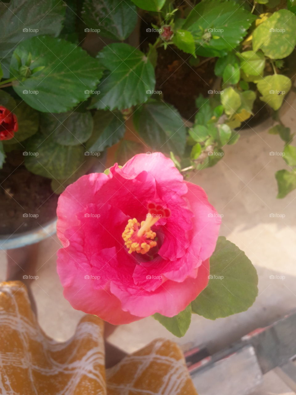 beautiful opening of hibiscus flowers