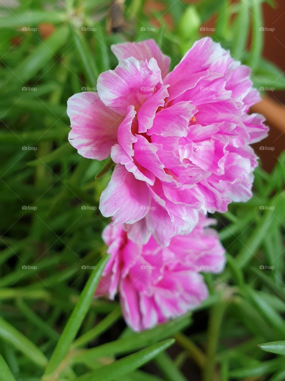 the portulaca grandiflora