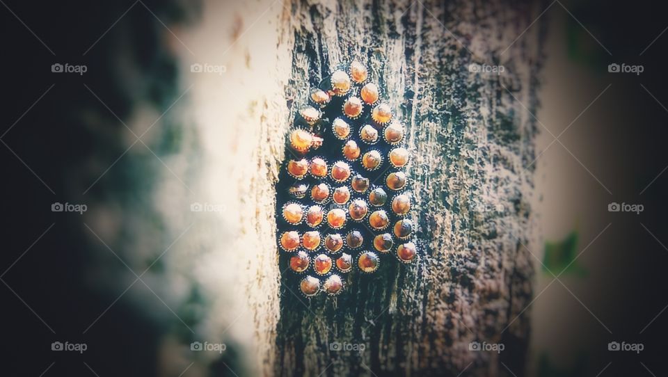 shining insects egg.