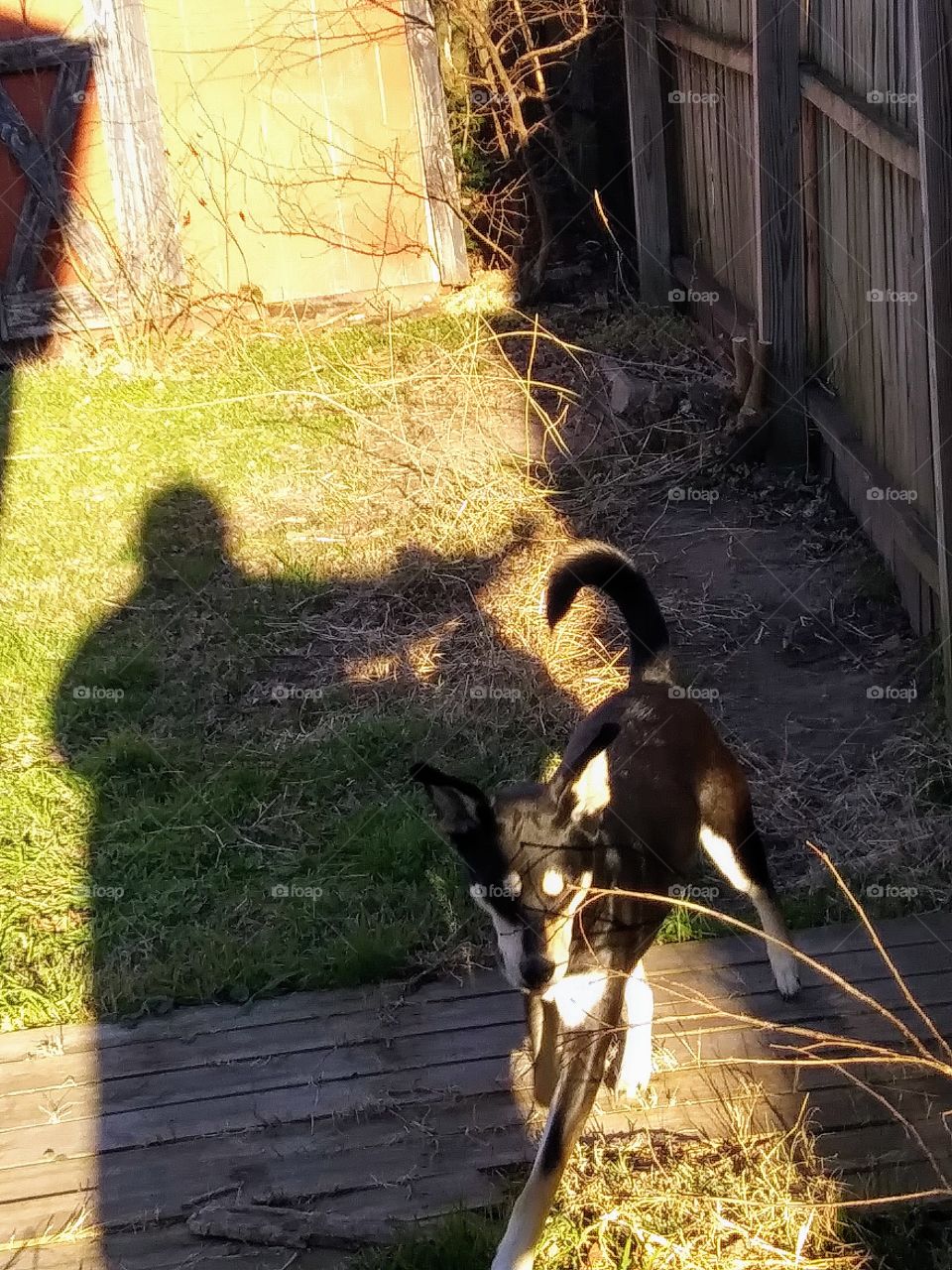 dog and shadow