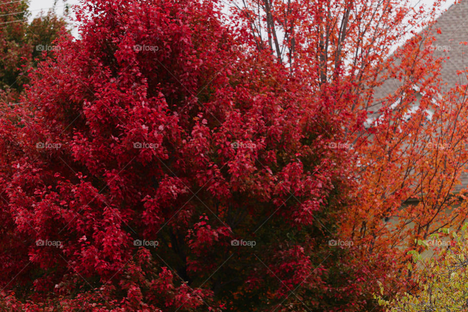 vibrant red trees