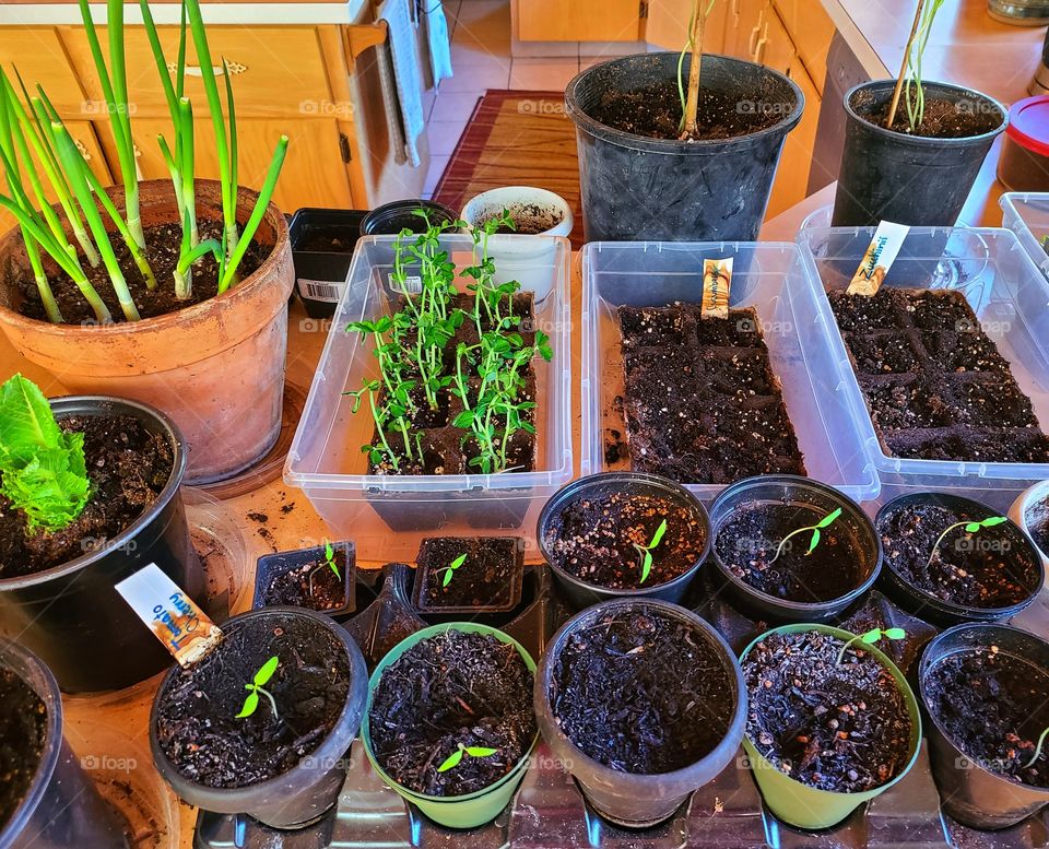 Spring garden starters