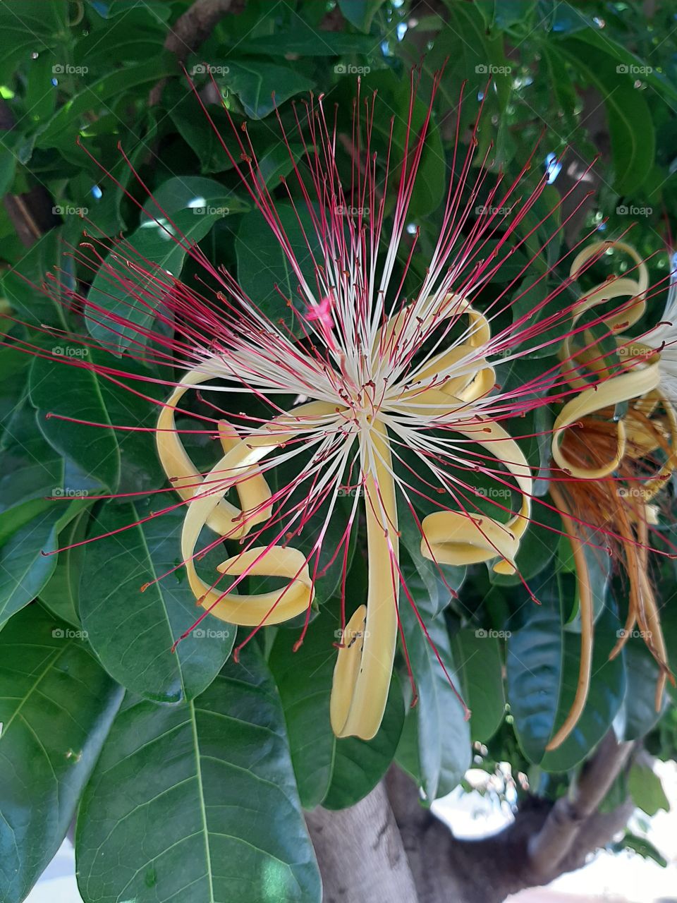 Chestnut flower of Maranhão native tree of the Atlantic Forest.