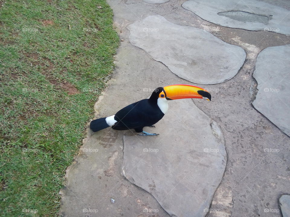 Toucan