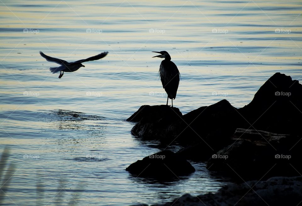 Conversation between a gull and a heron