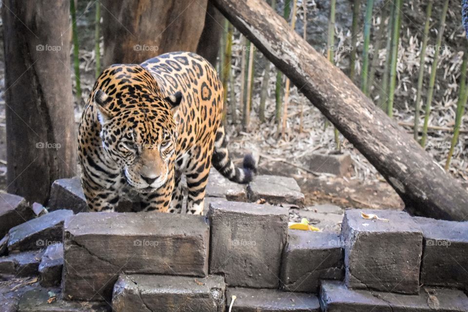 My favorite animals are big cats, such as lions, tigers and leopards. I love photographing them because you can see what a majestic animal they are, I love looking at their eyes because you can also witness their strength and power. Shot at Puebla.