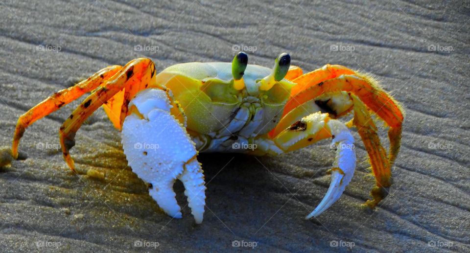 A crab on the beach. A typical crab from a Brazilian beach. It's called: Maria Farinha, which means: Flour Mary