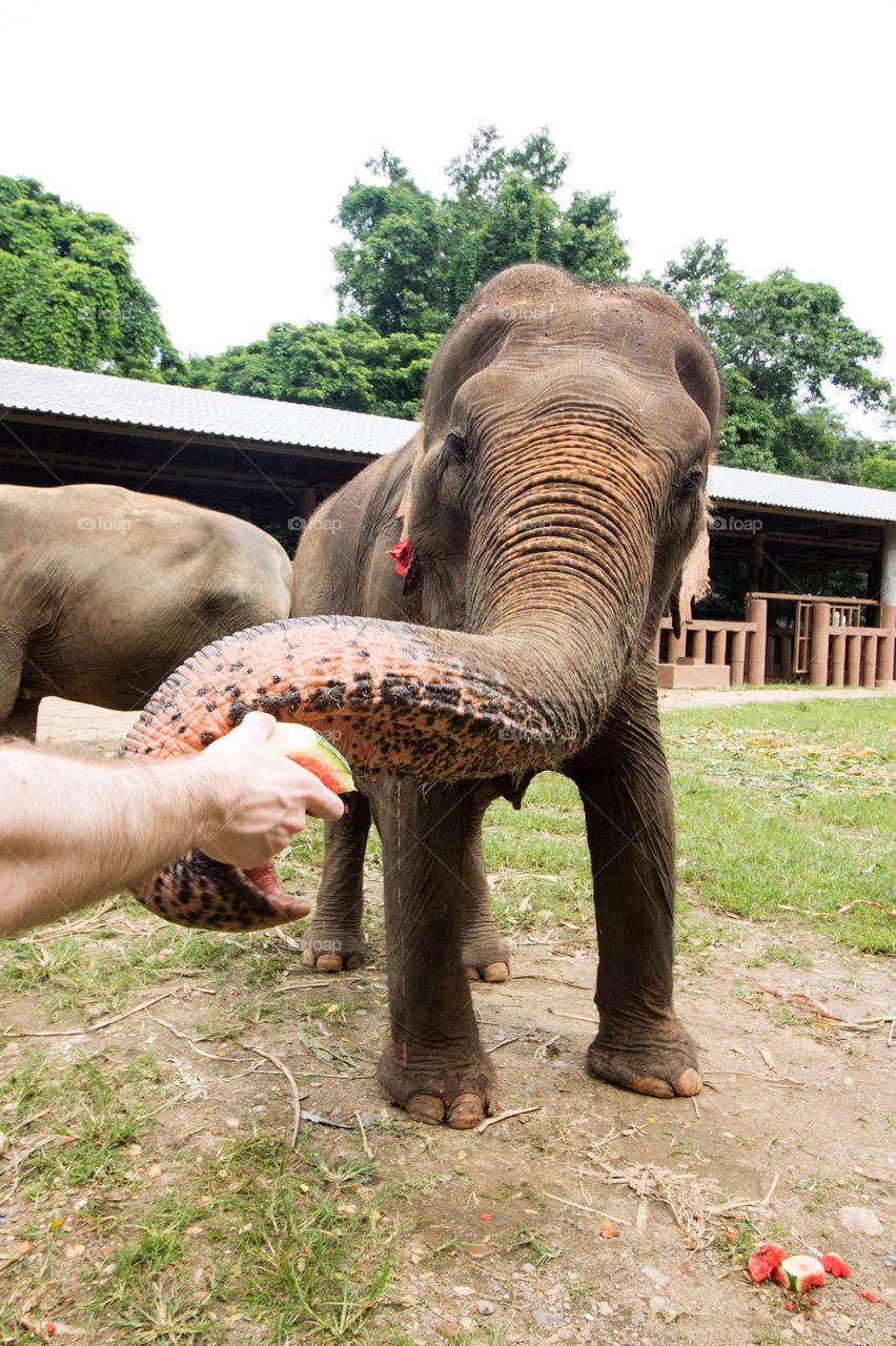 Elephant at Elephant Nature Park, Chiang Mai, Thailand