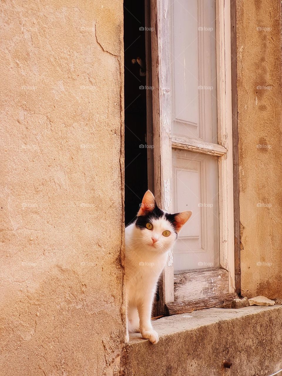 curious kitten looks out the window