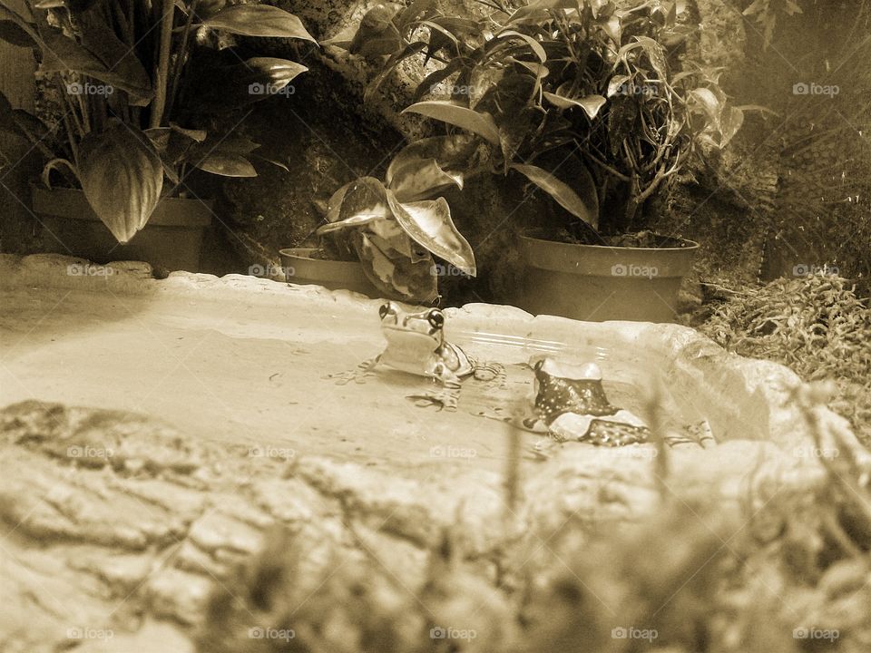 froggos in sepia tone