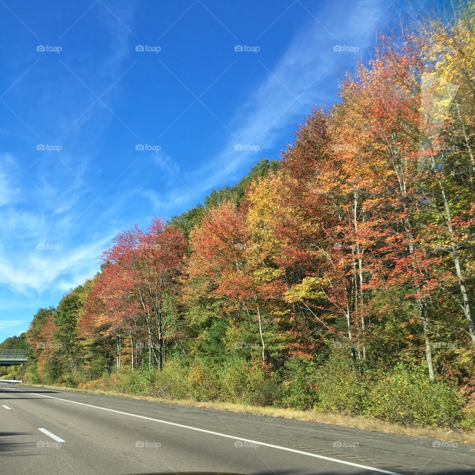 Autumn's Highway 