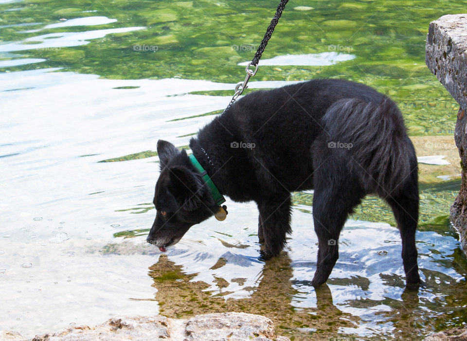 Black dog drinking water