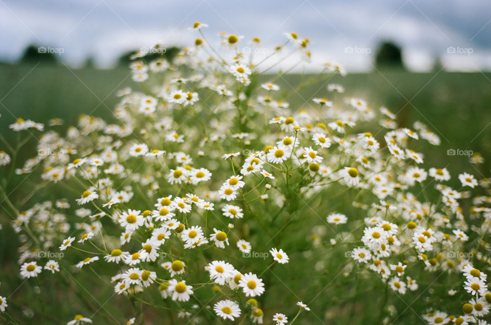 chamomile