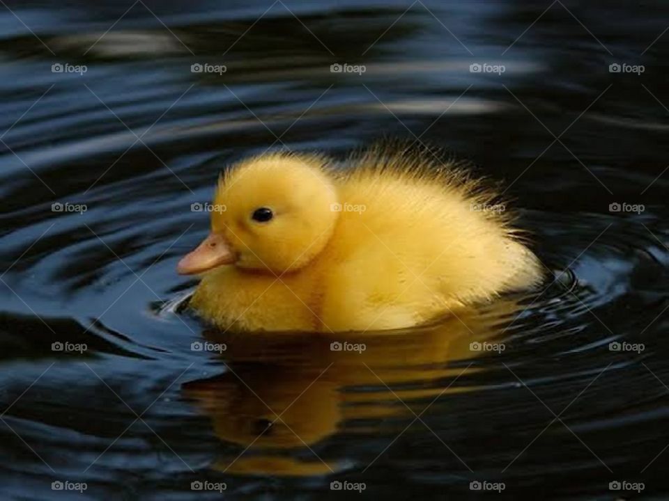 duck