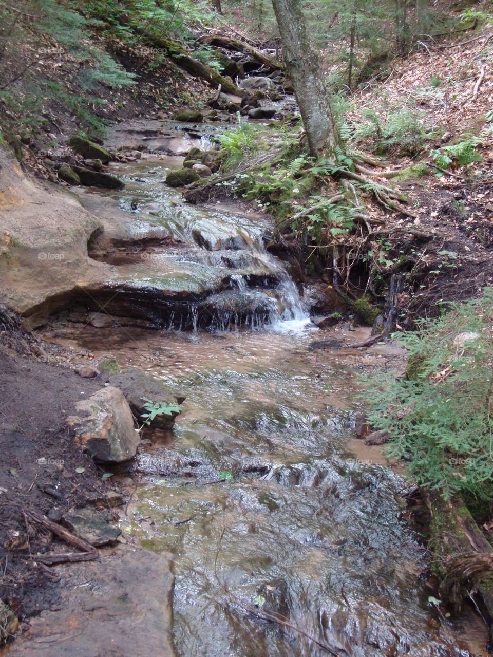 Babbling Brook