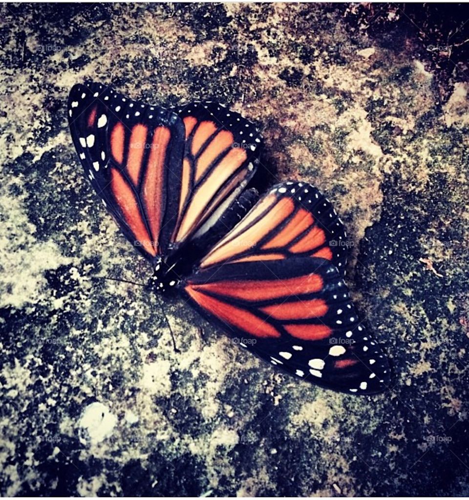 Butterfly - New Jersey