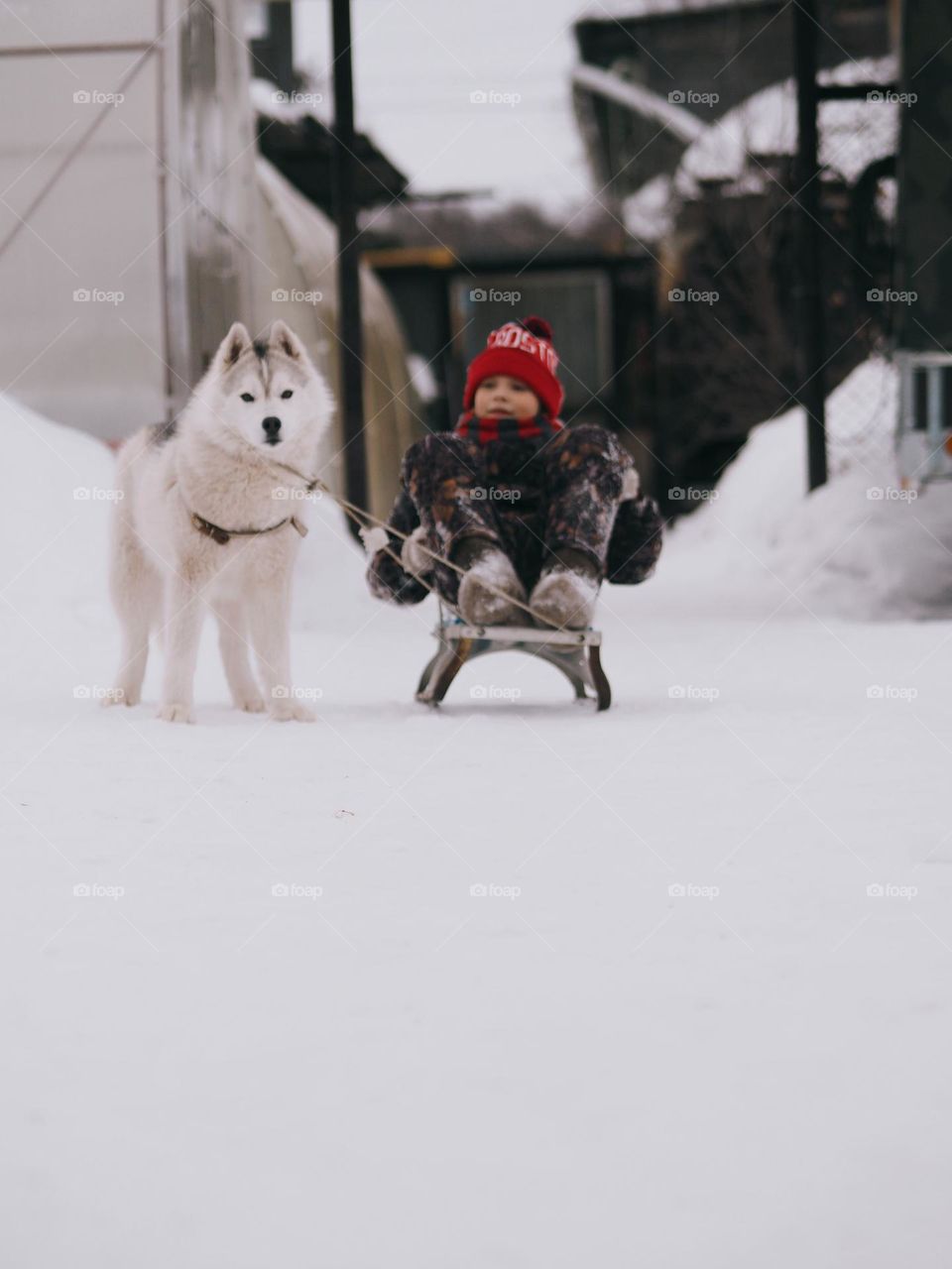 Little boy playing with husky dog in cold winter day, winter game, portrait of child 