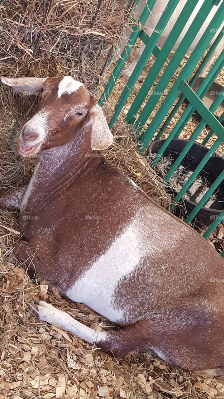 goat resting