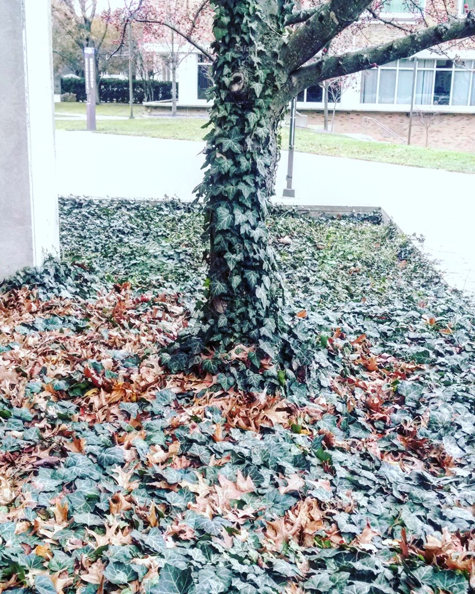 Tree Trunk with Vine