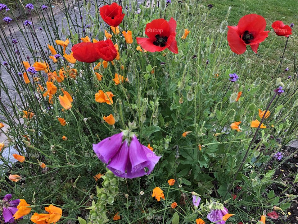 Large batch of assorted and rather beautiful wild flowers.