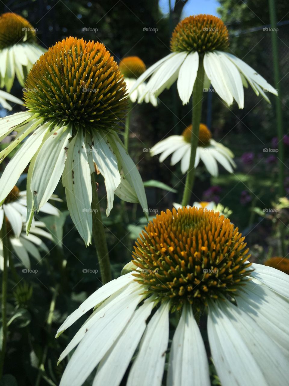 Summer flower 