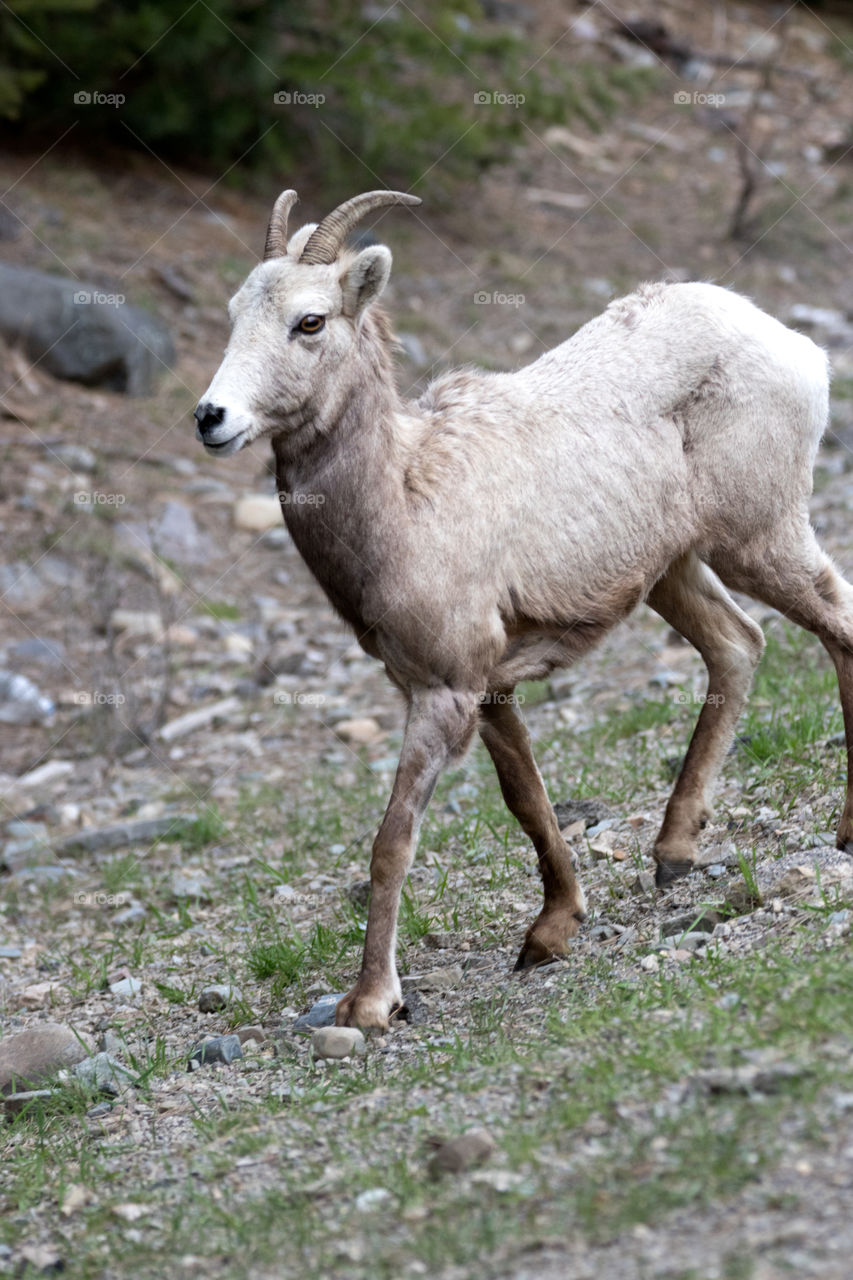 Bighorn sheep in the Montana mountains. 