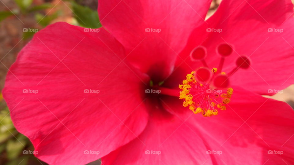 Hibiscus