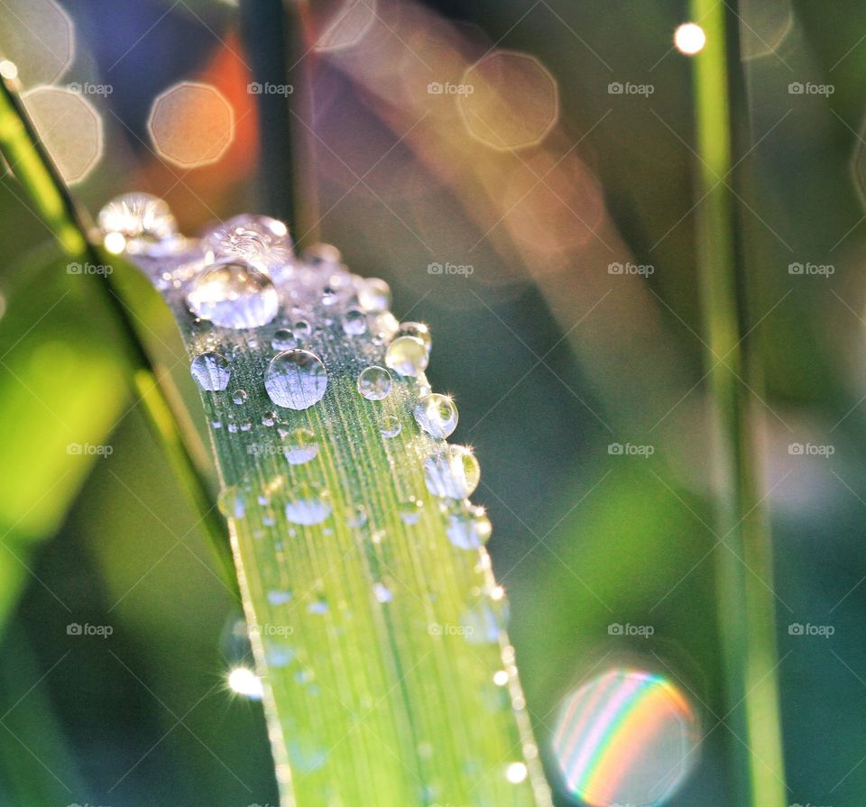 Sparkling droplets of dew on a blade of grass in the early morning sunlight.