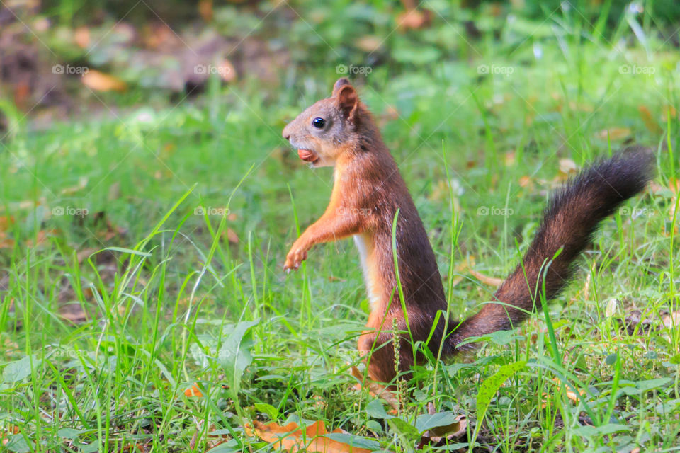 squirrel with a nut in his mouth standing on hind legs in the woods